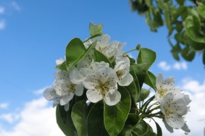 Blüten eines Birnbaumes