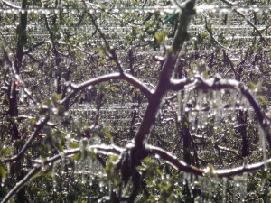 14.3.2014: Frost in Meran und Umgebung - Apfelblüte mit Beregnerwasser geschützt